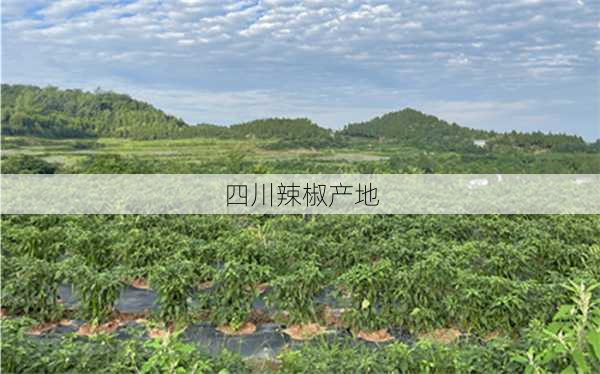 四川辣椒产地-第3张图片-杯景美食网